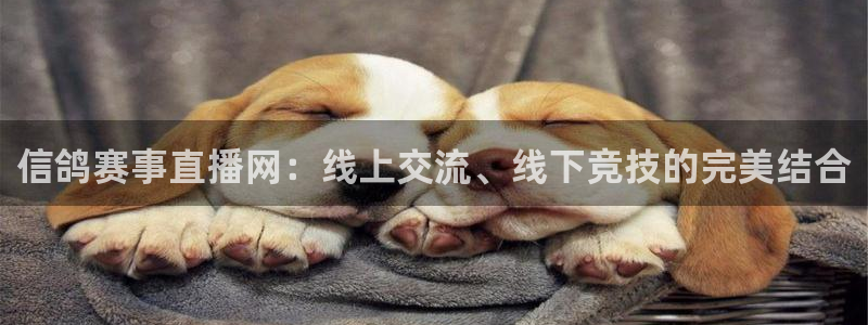 火凤直播体育官网入口在线观看：信鸽赛事直播网：线上交流、线下竞技的完美结合